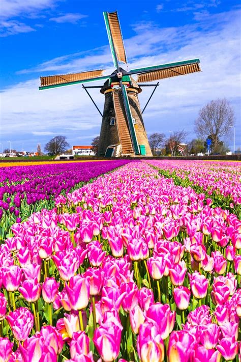 Viking Tulips And Windmills 2023